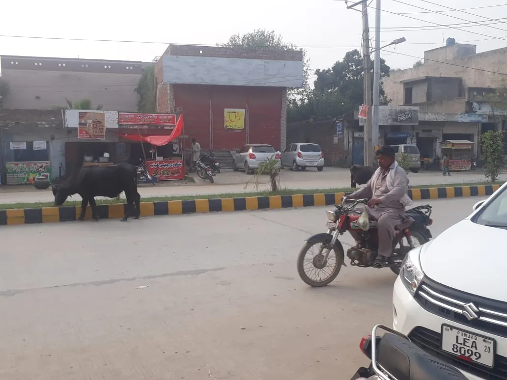 پسرور بلدیہ کی نا اہلی، آوارہ جانور حادثات کا سبب بننے لگے، قیمتی پودے بھی تباہ